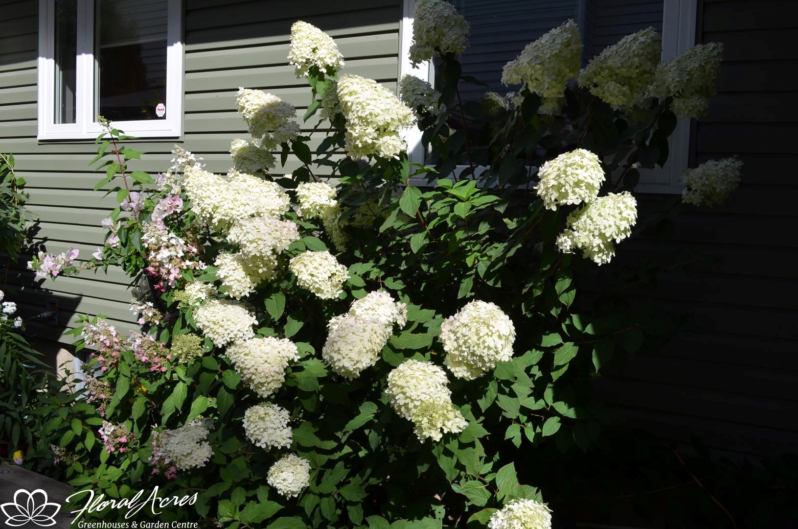Hydrangea Little Lamb Floral Acres